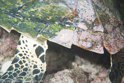 BD-130713-Maldives-0525-Eretmochelys-imbricata-(Linnaeus.-1766)-[Hawksbill-turtle.-Karettsköldpadda].jpg